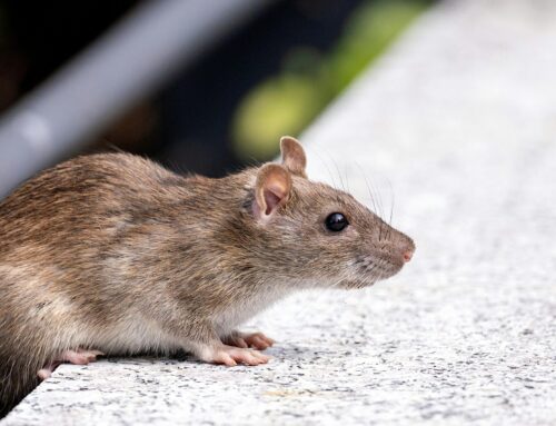 Effectieve Knaagdierbestrijding in 2026: Waarom Q-Chem de Strategische Partner is voor de Professional