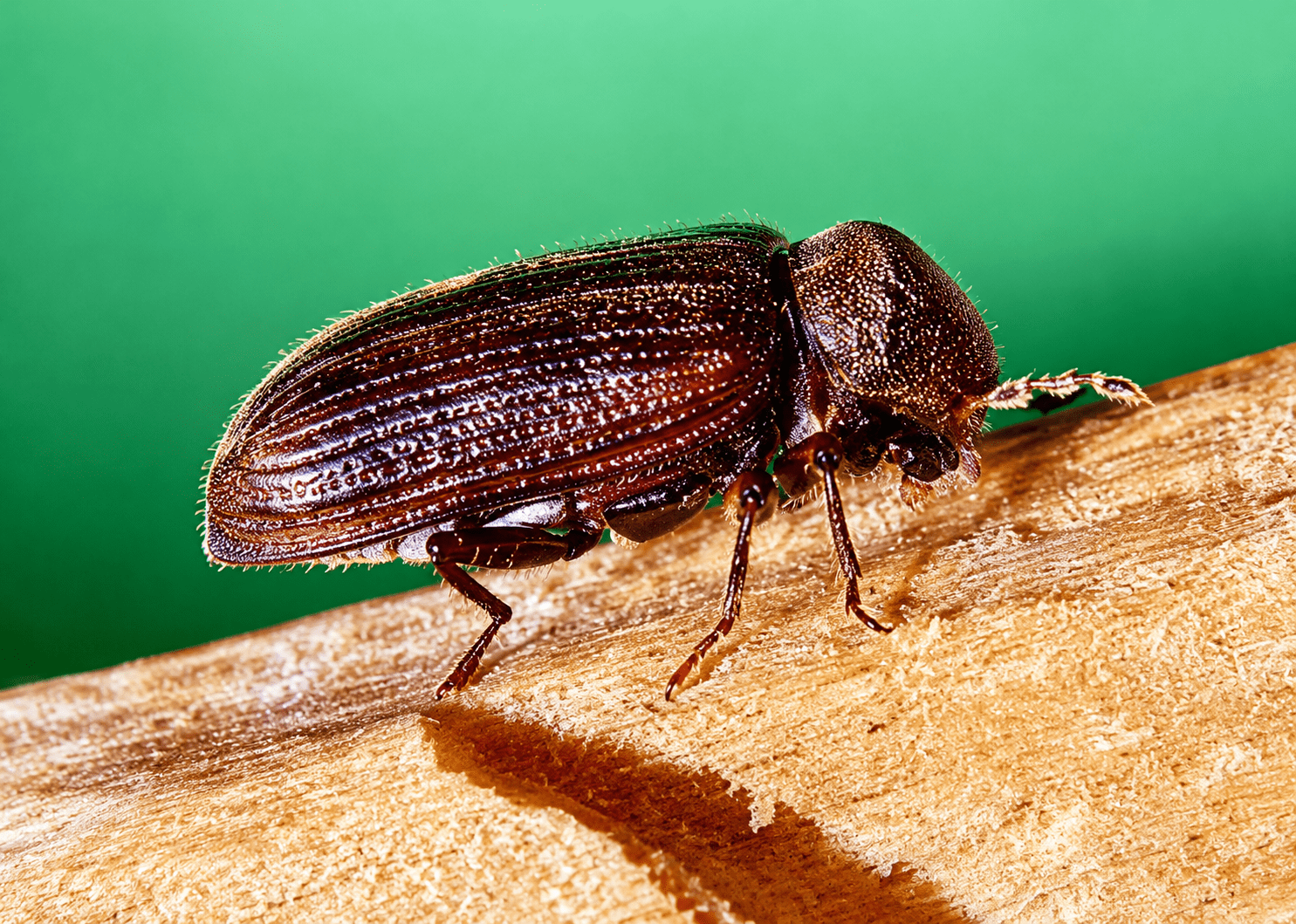 Insecten bestrijding detail